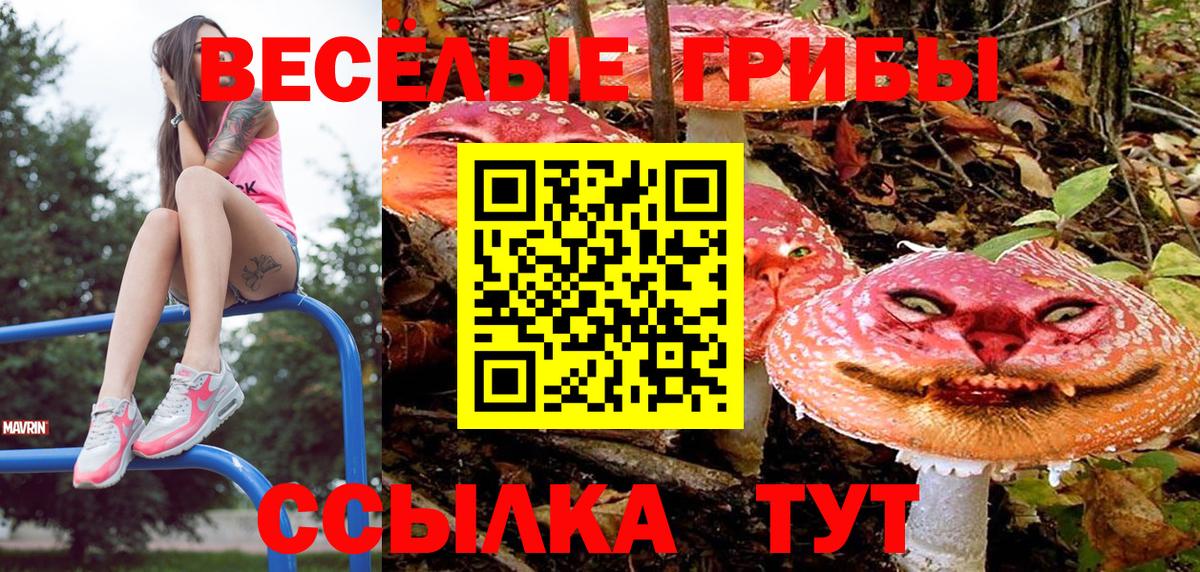 Галлюциногенные грибы Psilocybe Кисловодск